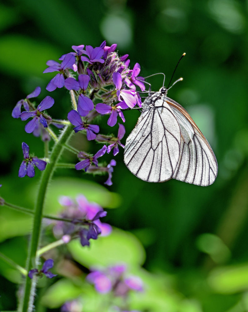 Image of Hesperis sibirica specimen.