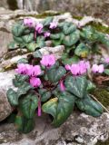 Cyclamen coum. Цветущее растение на скальной породе. Краснодарский край, городской округ Сочи, Хостинский р-н, дорога к Орлиным скалам, широколиственный лес. 11.02.2024.