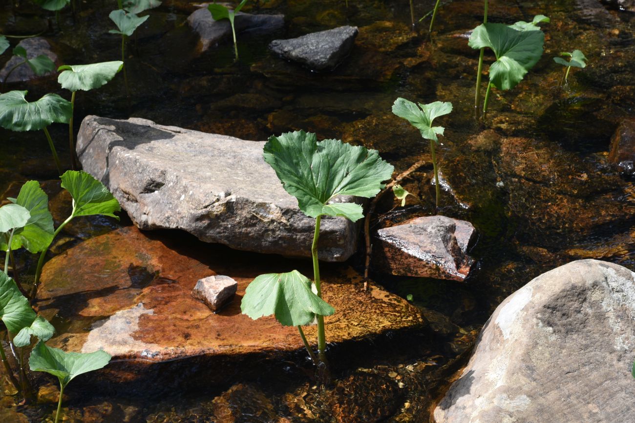 Image of Petasites radiatus specimen.