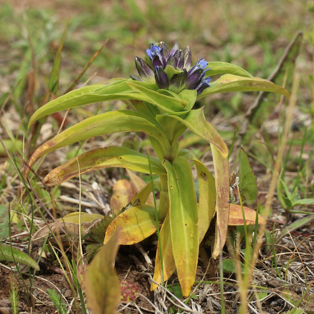 Изображение особи Gentiana cruciata.