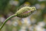 Papaver umbonatum. Верхушка побега с бутоном. Израиль, г. Бат-Ям, высокий берег Средиземного моря. 16.03.2024.