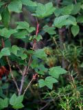 genus Ribes. Ветвь с незрелыми плодами. Красноярский край, Таймырский Долгано-Ненецкий р-н, плато Путорана, долина р. Иркингда, опушка смешанного леса. 23.07.2023.