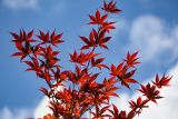 Acer palmatum