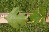 Crataegus dipyrena. Листья (вид с адаксиальной и абаксиальной сторон; хорошо видно опушение листа по жилкам и разная окраска верхней и нижней поверхностей). Краснодарский край, Темрюкский р-н, гора Дубовый Рынок, остепнённый луг. 20.05.2017.