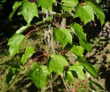Acer rubrum