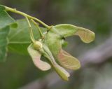Acer semenovii. Завязавшиеся плоды. Казахстан, Алматинская обл., нац. парк \"Чарын\", 18 км ЮЗЗ с. Чунджа, пойма р. Чарын, между пойменным лесом и саксаульником. 12 мая 2024 г.