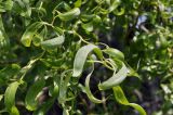 Salix matsudana