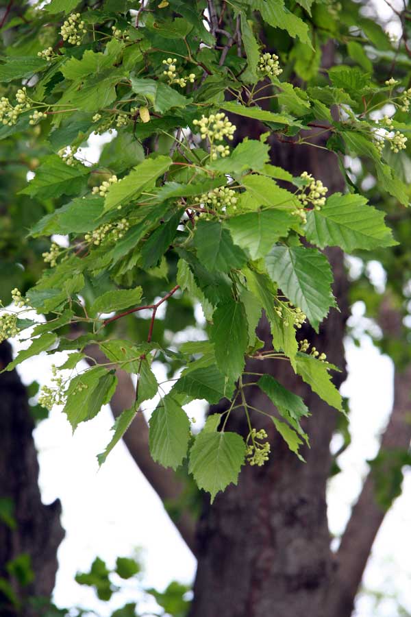 Изображение особи Acer tataricum.