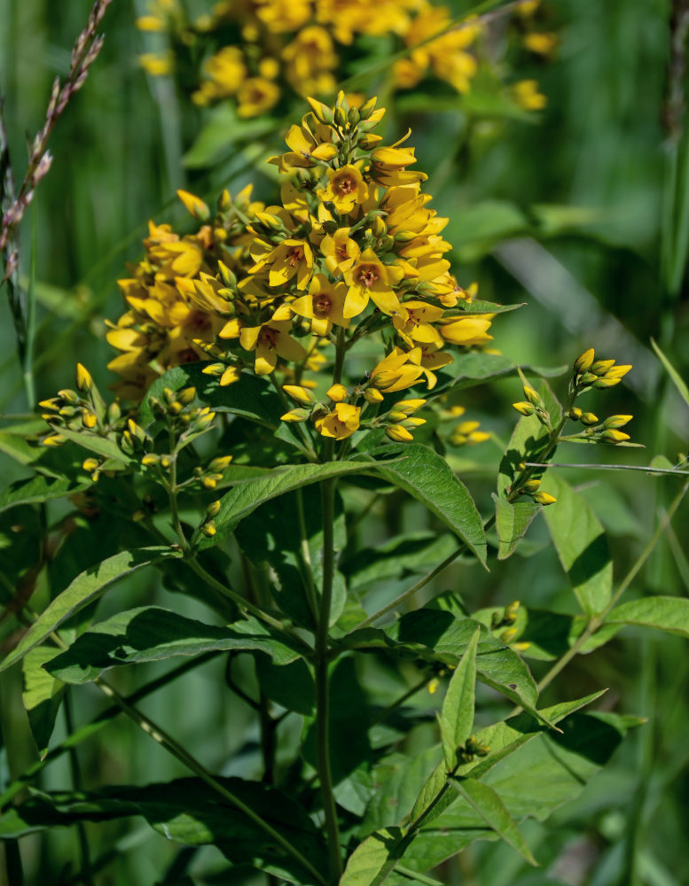 Image of Lysimachia vulgaris specimen.