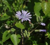 Cicerbita racemosa
