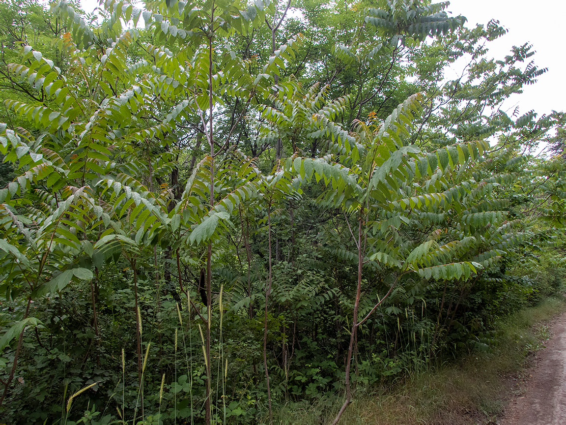 Image of Ailanthus altissima specimen.
