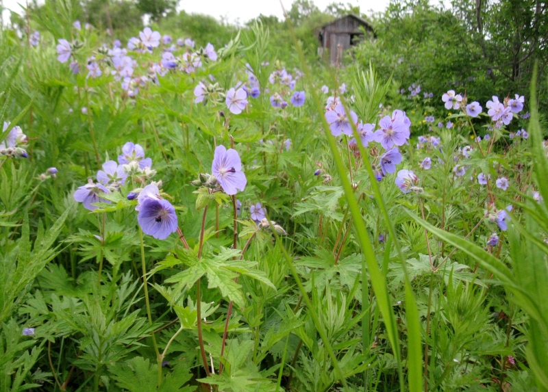 Image of Geranium erianthum specimen.