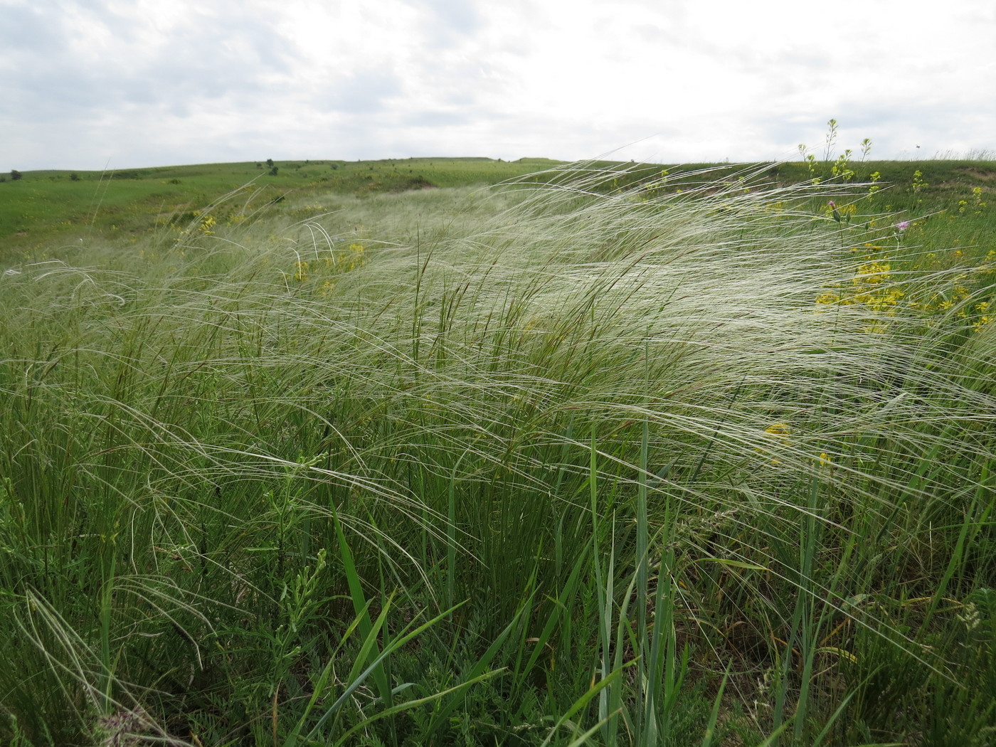 Image of Stipa lessingiana specimen.