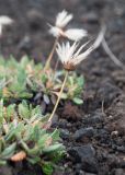 Dryas punctata