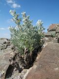 genus Artemisia. Вегетирующее растение. Казахстан, Мангистауская обл., Мангистауский р-н; горы Западного Каратау, ур. Кокала, каменистый склон сев. экспозиции. 11 мая 2024 г.