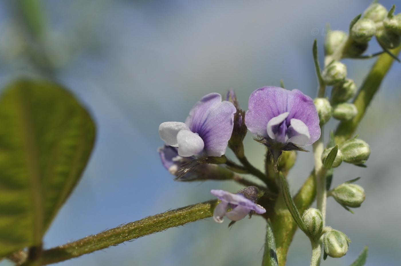 Изображение особи Glycine soja.