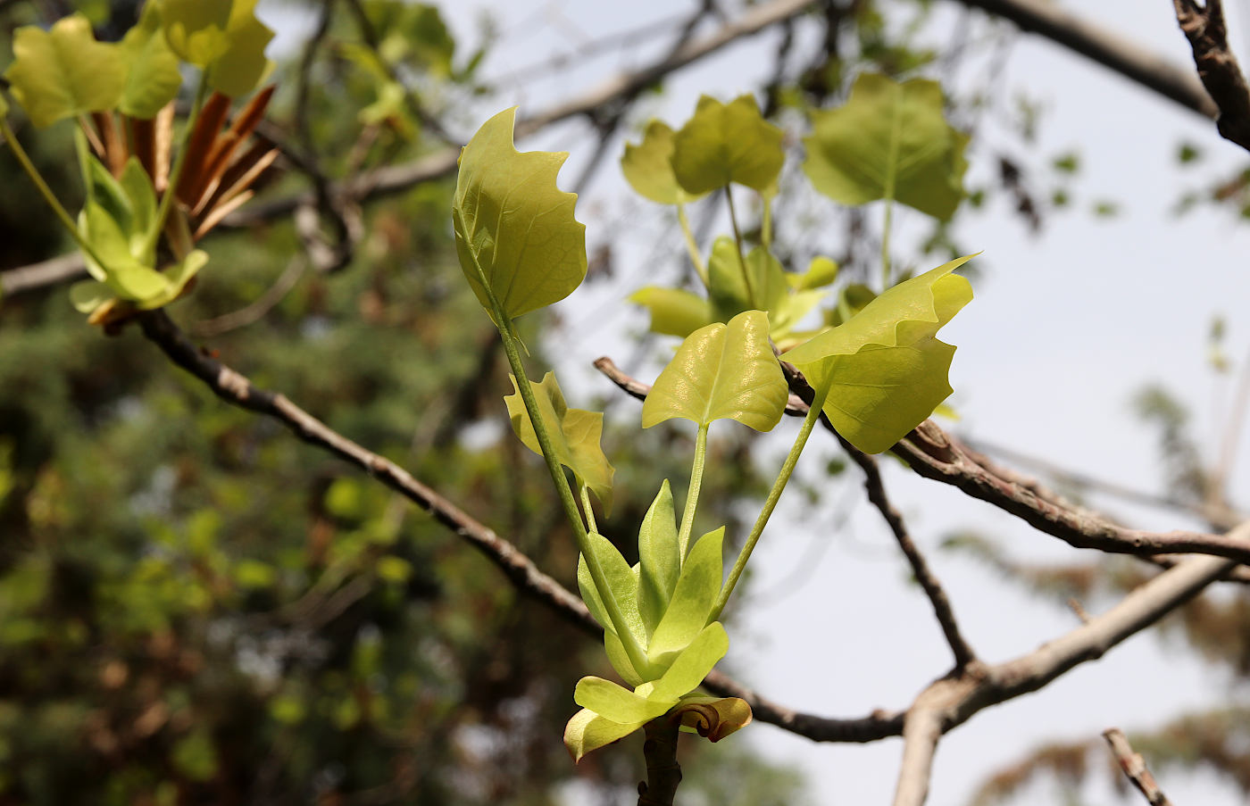 Image of Liriodendron tulipifera specimen.