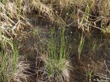Eriophorum brachyantherum. Цветущие растения. Магаданская обл., г. Магадан, окр. мкр-на Солнечный, небольшое озерко, у берега на мелководье. 02.06.2024.