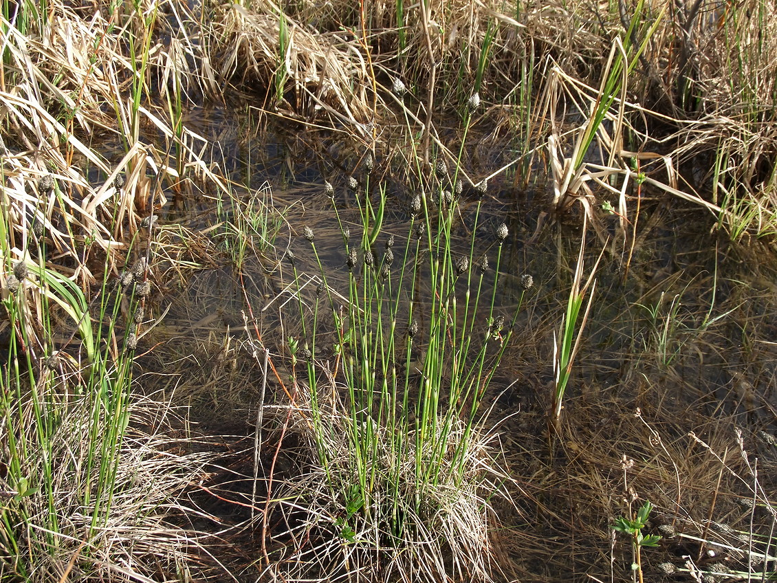 Image of Eriophorum brachyantherum specimen.