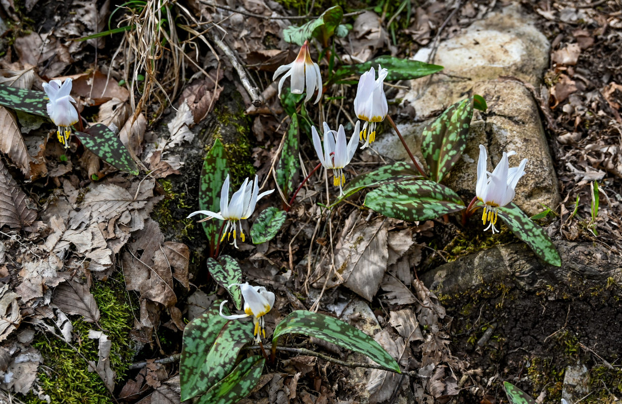 Image of Erythronium caucasicum specimen.