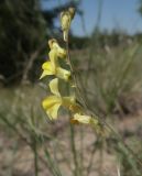 Смотреть изображение Linaria dulcis