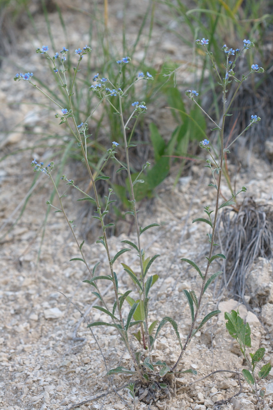 Image of familia Boraginaceae specimen.