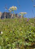 Carum caucasicum