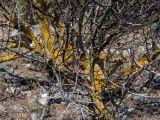 Xanthoria parietina