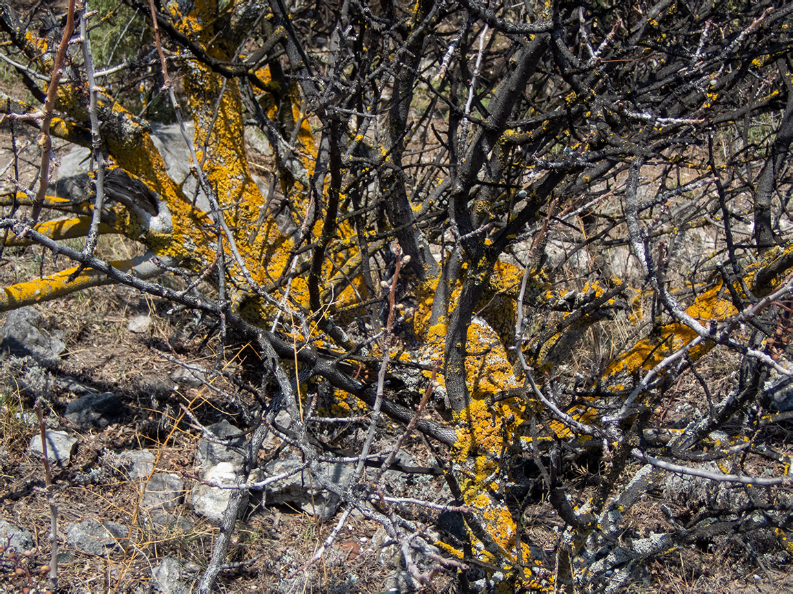 Image of Xanthoria parietina specimen.