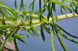 Galium verum subspecies asiaticum. Часть веточки. Приморский край, Владивостокский ГО, о. Клыкова, луговой склон сопки. 07.07.2025.