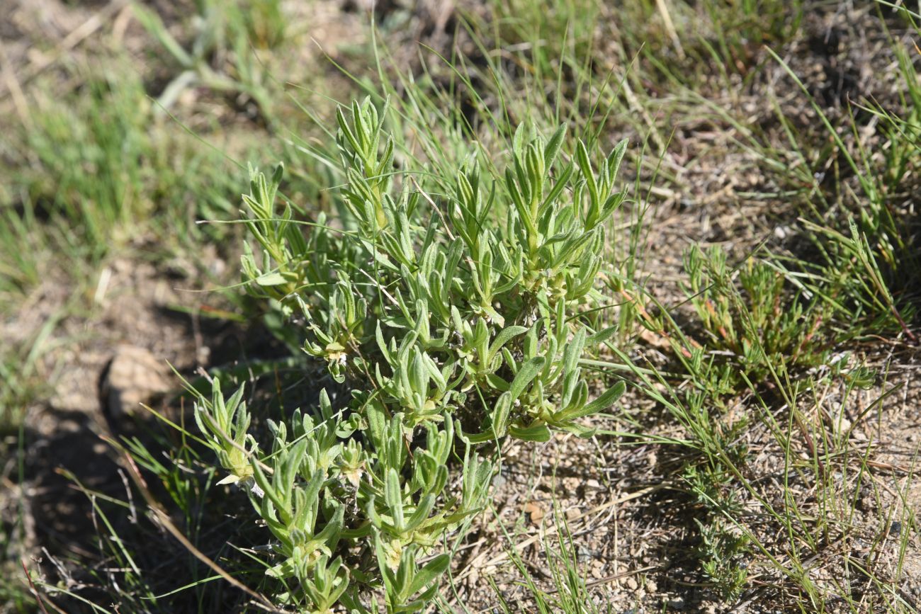 Image of Unknown species specimen.