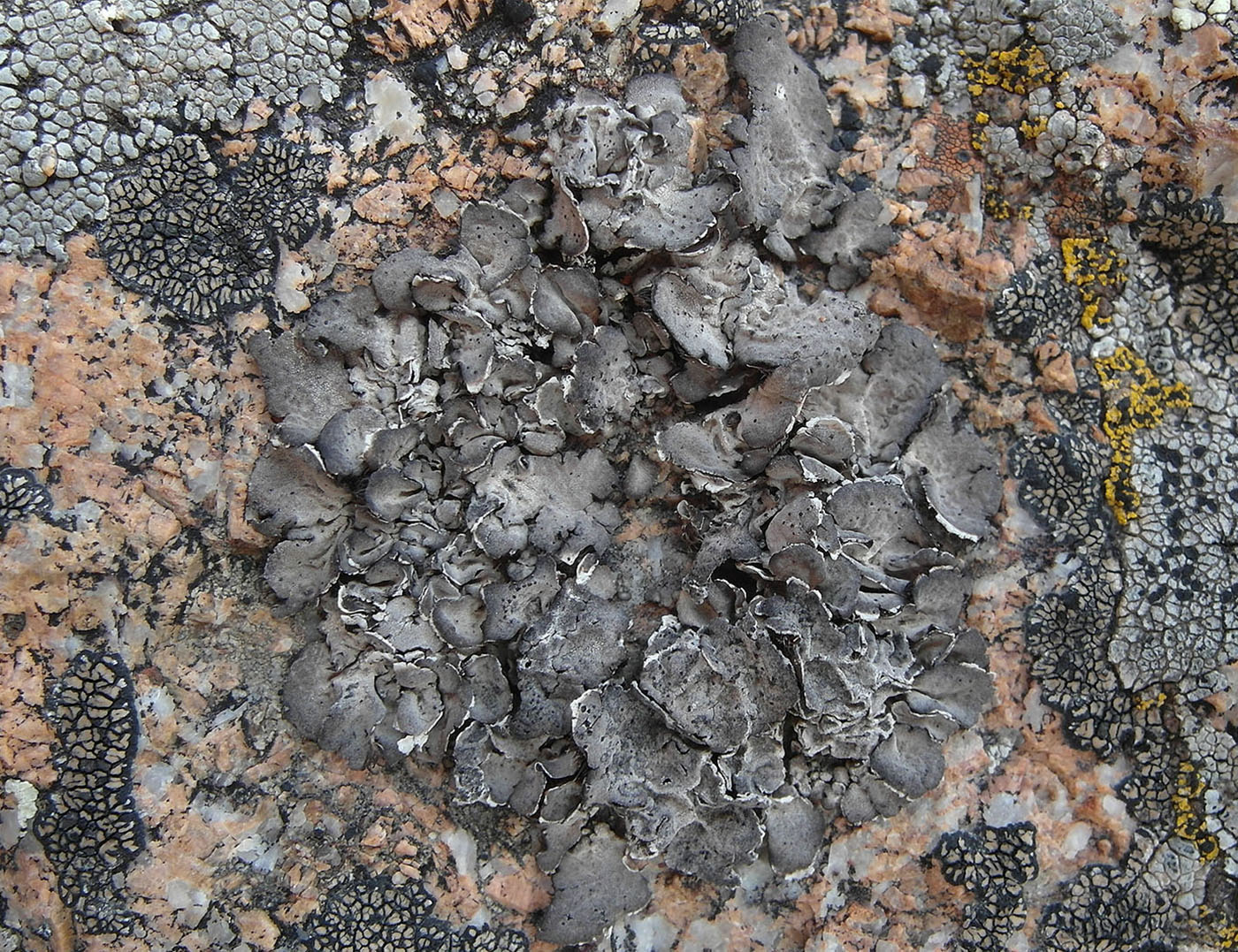 Изображение особи Umbilicaria aprina.