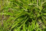 Viscaria vulgaris. Прикорневая розетка листьев и основания генеративных побегов. Башкортостан, Кугарчинский р-н, окр. дер. Мурадымово, природный парк \"Мурадымовское ущелье\", опушка берёзового леса, разнотравный луг. 30 мая 2024 г.