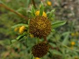 Bidens maximowicziana
