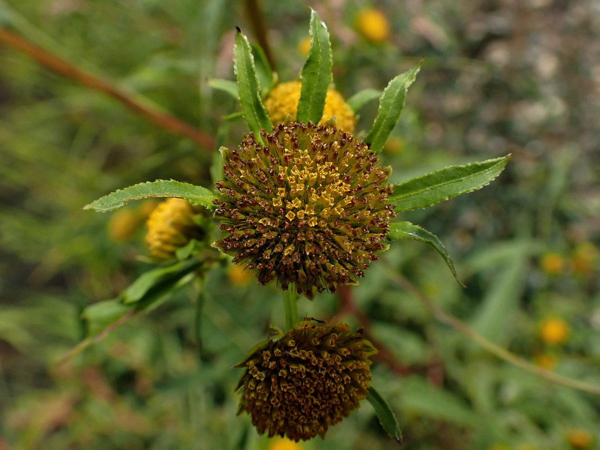 Image of Bidens maximowicziana specimen.