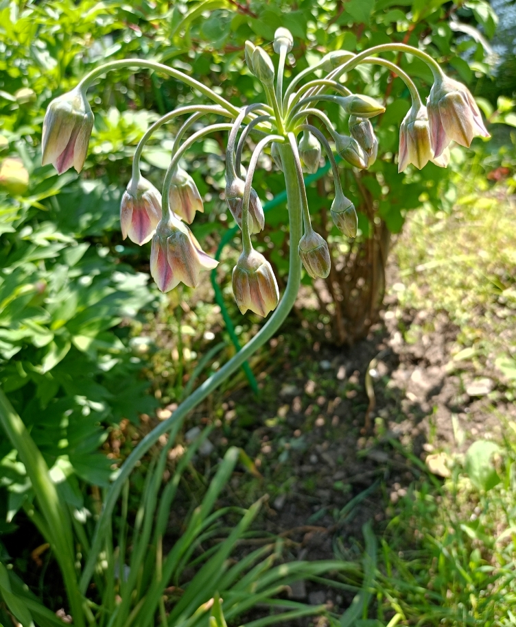 Изображение особи Nectaroscordum siculum.