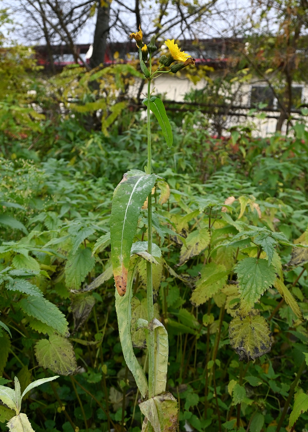 Image of Sonchus arvensis ssp. uliginosus specimen.