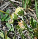 Изображение особи. Автор - Григорий Токарев