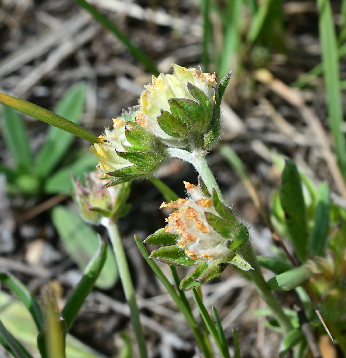 Изображение особи Anthyllis vulneraria.