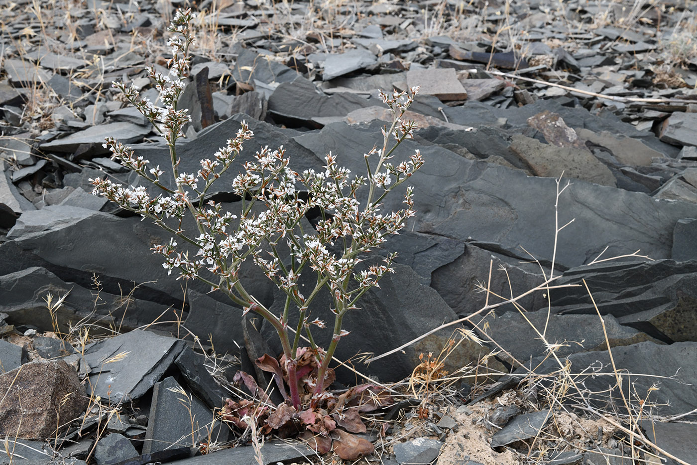 Изображение особи Goniolimon cuspidatum.