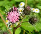 род Arctium. Распустившееся и нераспустившиеся соцветия. Ставропольский край, Кисловодск, \"Замок коварства и любви\", дол. р. Аликоновка, берег реки. Июль 2025 г.