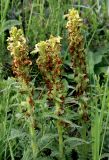 Pedicularis kaufmannii