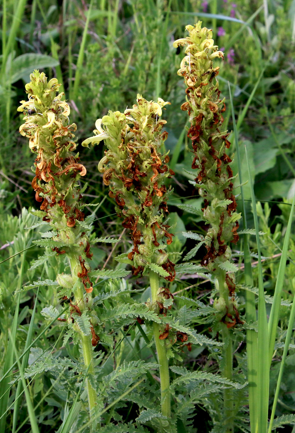 Image of Pedicularis kaufmannii specimen.