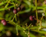 Galium palustre. Часть соплодия. Санкт-Петербург, Приморский р-н, заказник «Северное побережье Невской губы», дорожка в светлом смешанном лесу. 28.08.2025.