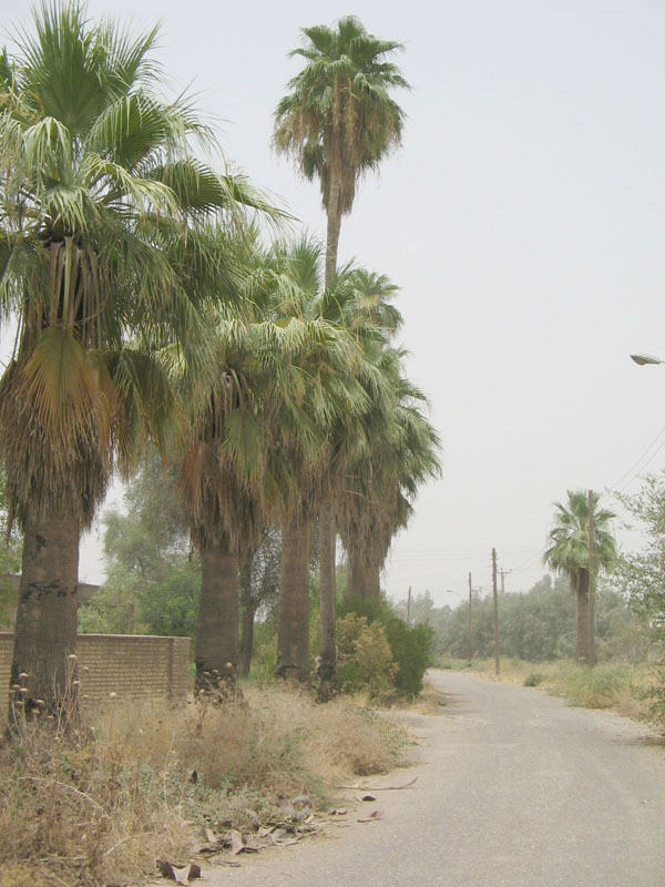 Image of Washingtonia filifera specimen.