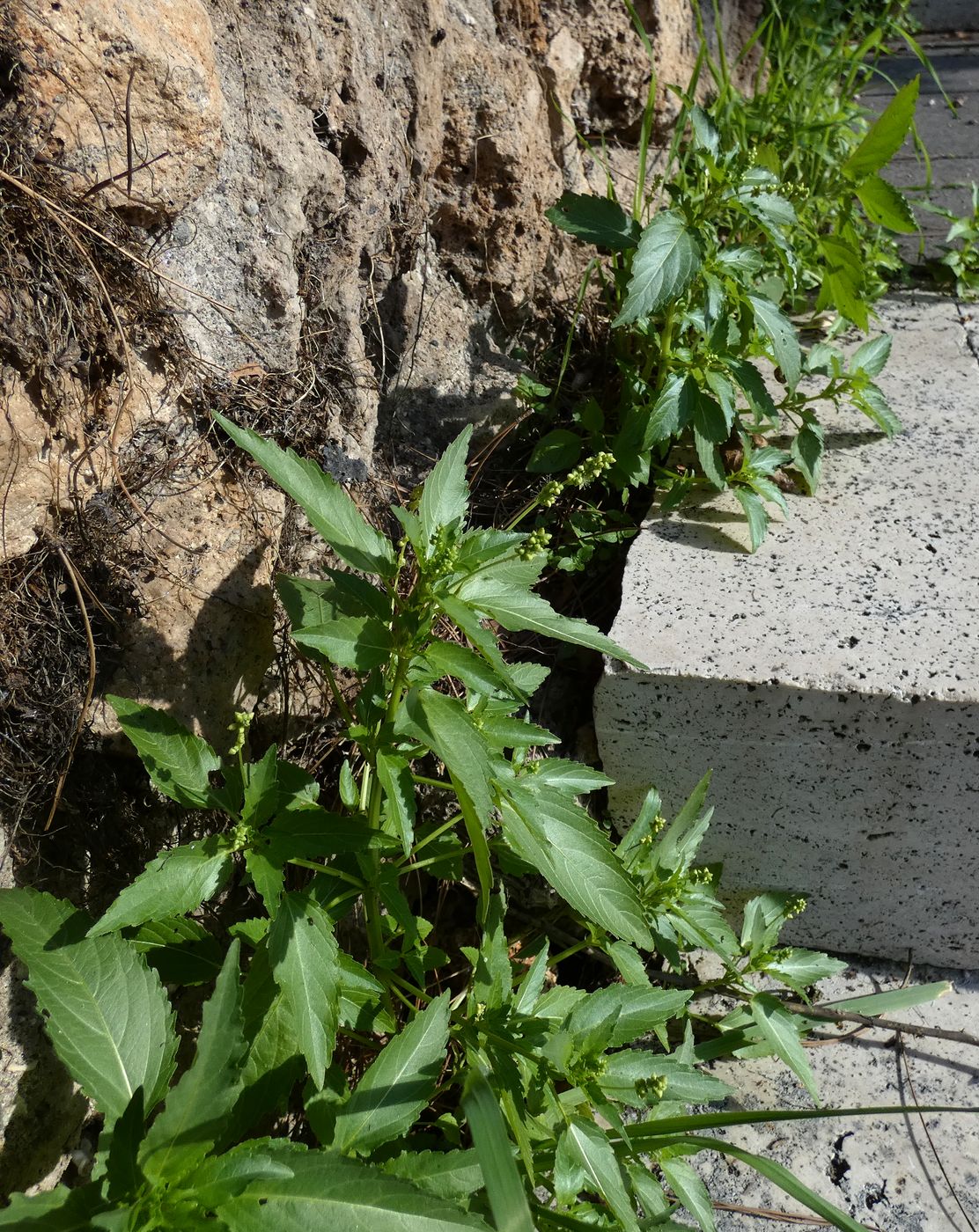 Изображение особи Mercurialis annua.