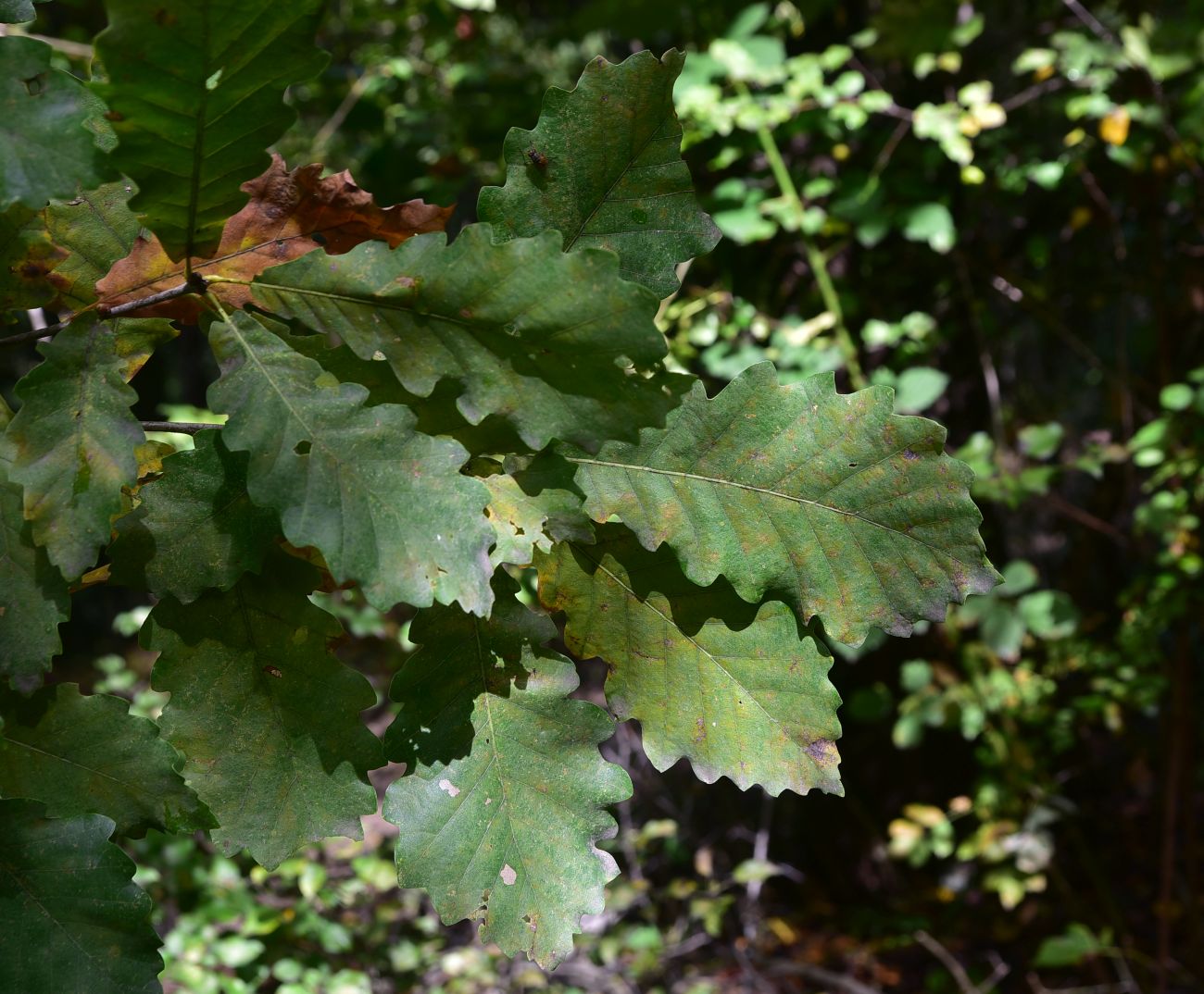 Image of Quercus petraea specimen.
