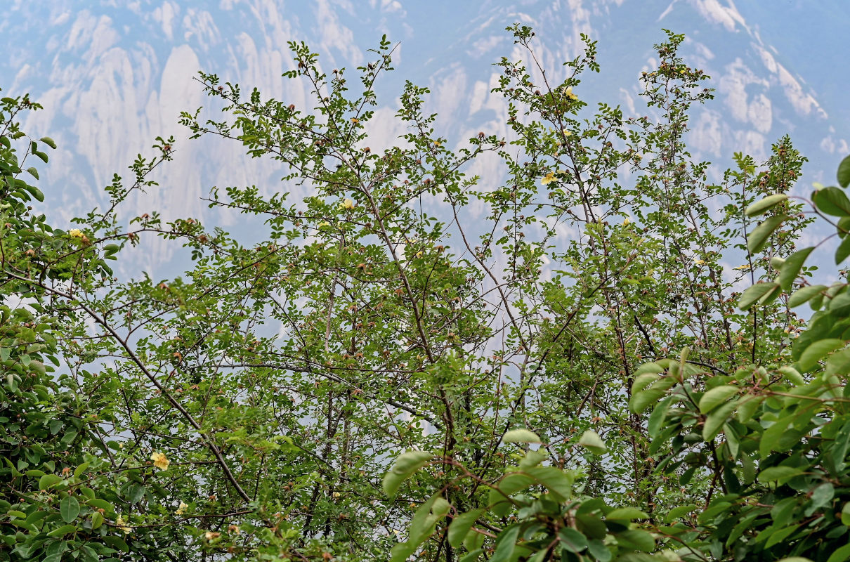 Изображение особи Rosa xanthina.