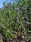 Myosotis ramosissima. Цветущие растения. Крым, Севастополь, пустырь. 22 апреля 2011 г.