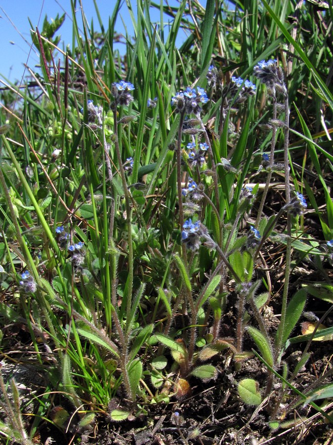 Image of Myosotis ramosissima specimen.